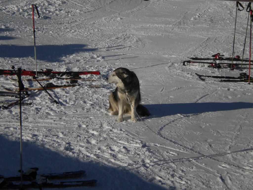Rifugio Baita Belvedere Champoluc Dış mekan fotoğraf